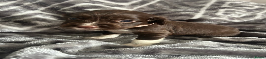 Cocker Spaniel Puppy 7