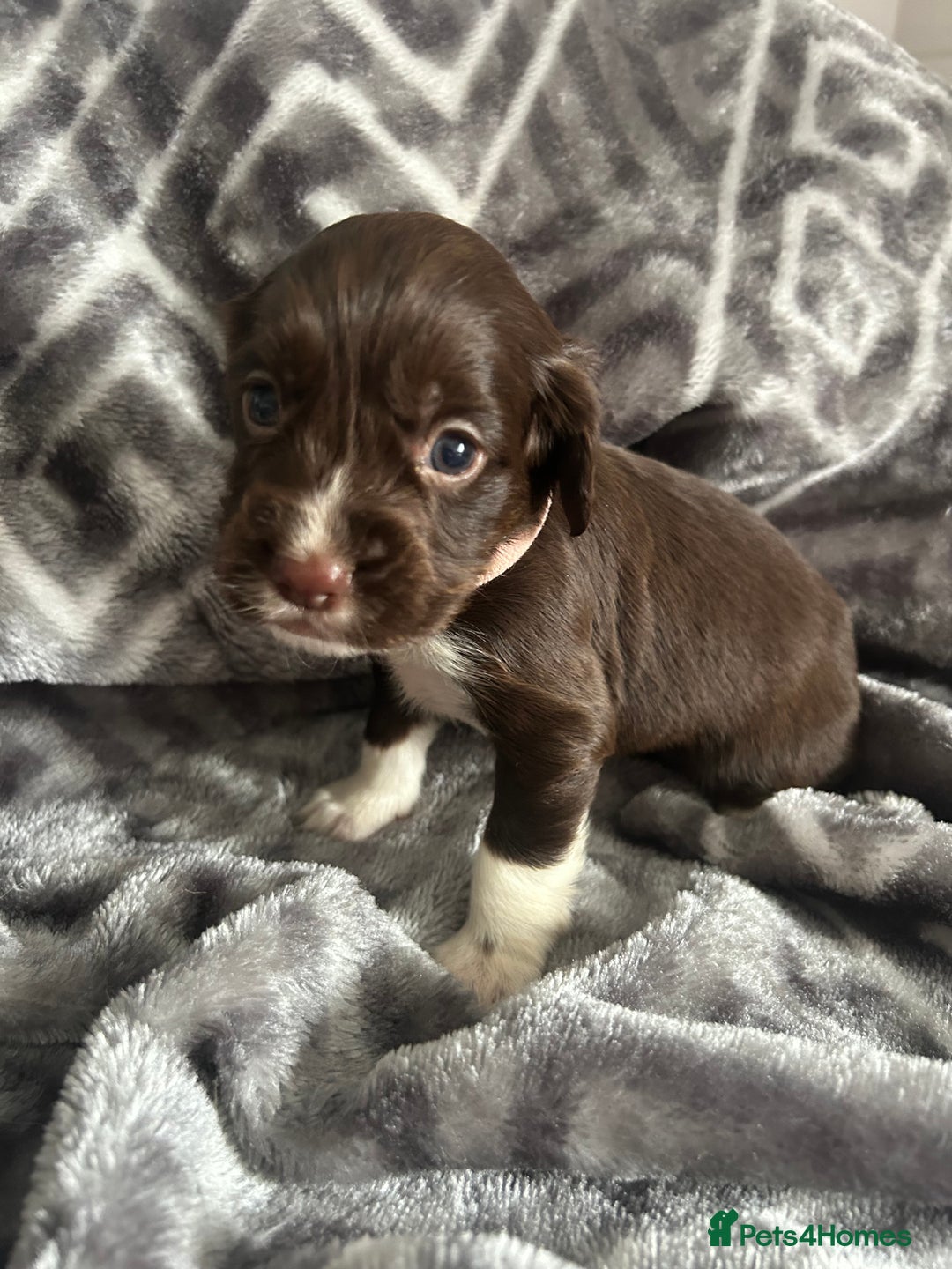 Cocker Spaniel dogs for sale: Cocker Spaniel Puppies *For Sale* - Image 5