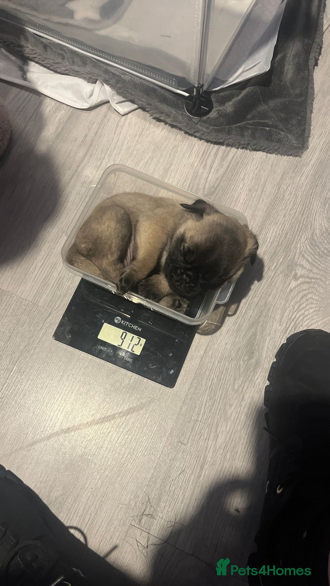 Pug dogs for sale: Puppies - Image 21