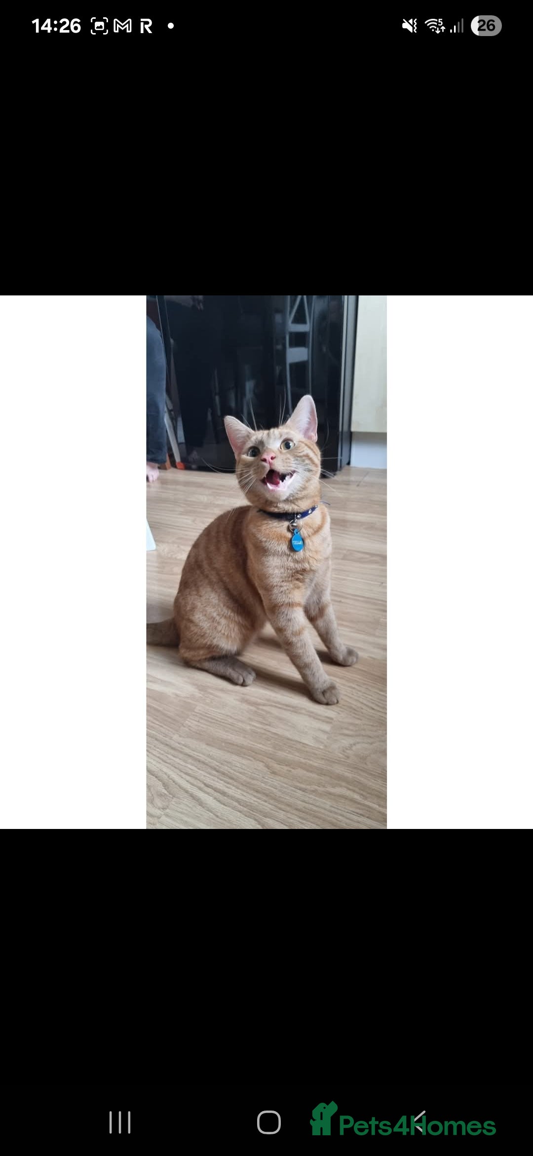 Mixed Breed cats Cheddar - Advert 2