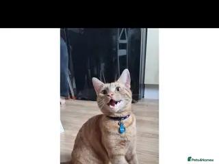 Mixed Breed cats Cheddar - Advert 2