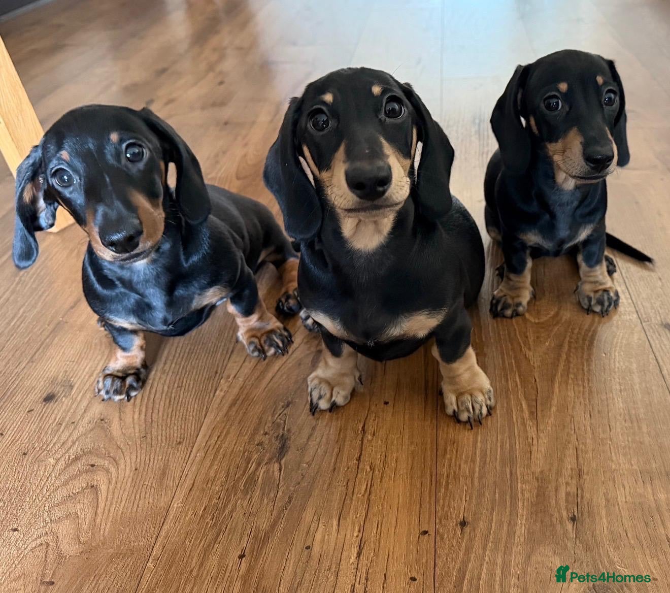Miniature Dachshund dogs KC miniature dachshunds London ready to leave - Advert 2
