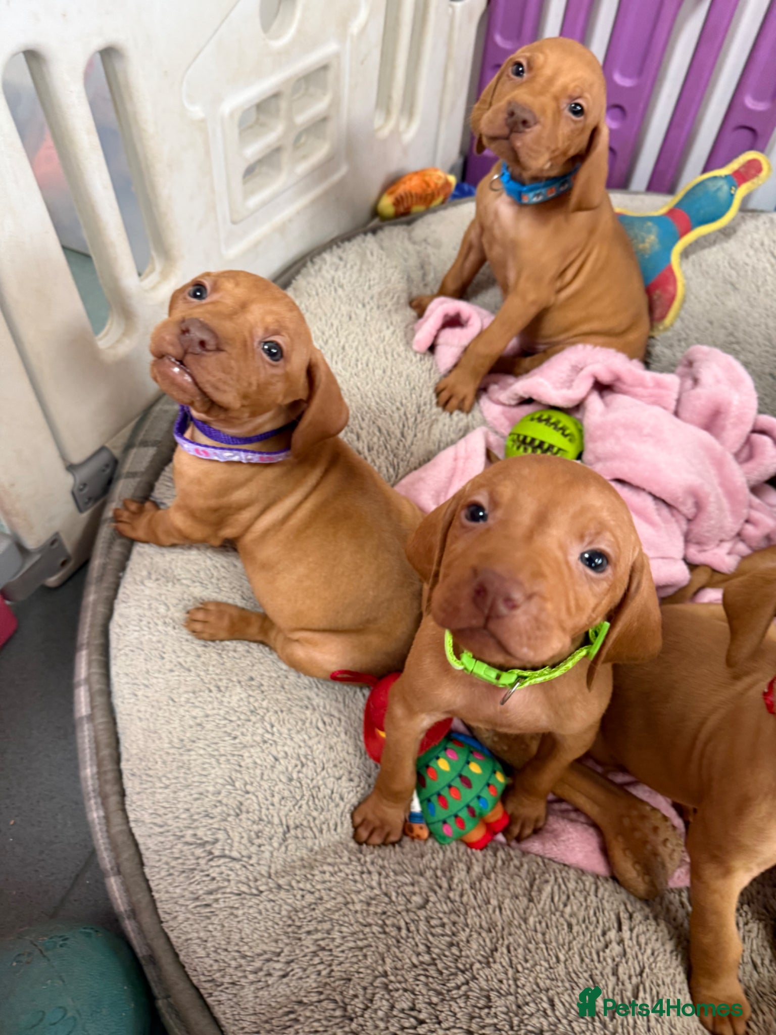 Hungarian Vizsla dogs Beautiful Kc registered litter available  - Advert 7