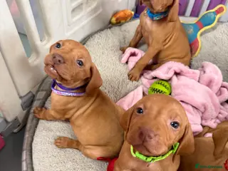 Hungarian Vizsla dogs Beautiful Kc registered litter available - Advert 7