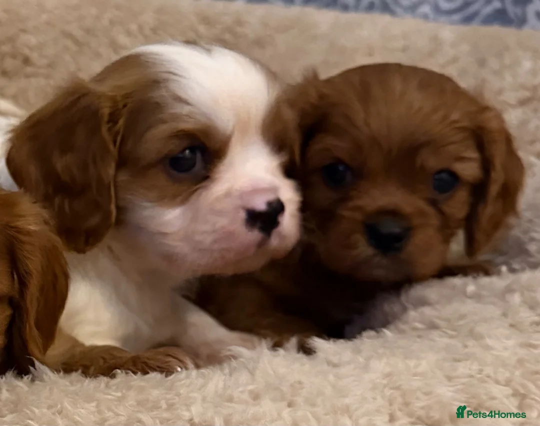 Cavalier King Charles Spaniel dogs for sale: Kc registered health clear King Charles cavaliers - Advert 1