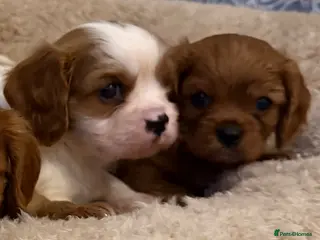 Cavalier King Charles Spaniel dogs Kc registered health clear King Charles cavaliers - Advert 3