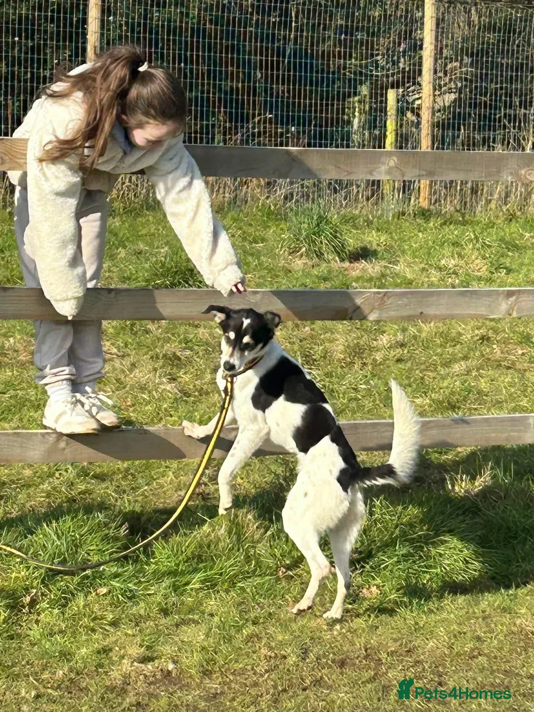 Mixed Breed dogs for adoption: Pippa - Norwich Norfolk  in Norwich - Advert 15