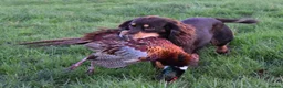 Cocker Spaniel dogs for stud: Quality WCS, fully health tested - Advert 3