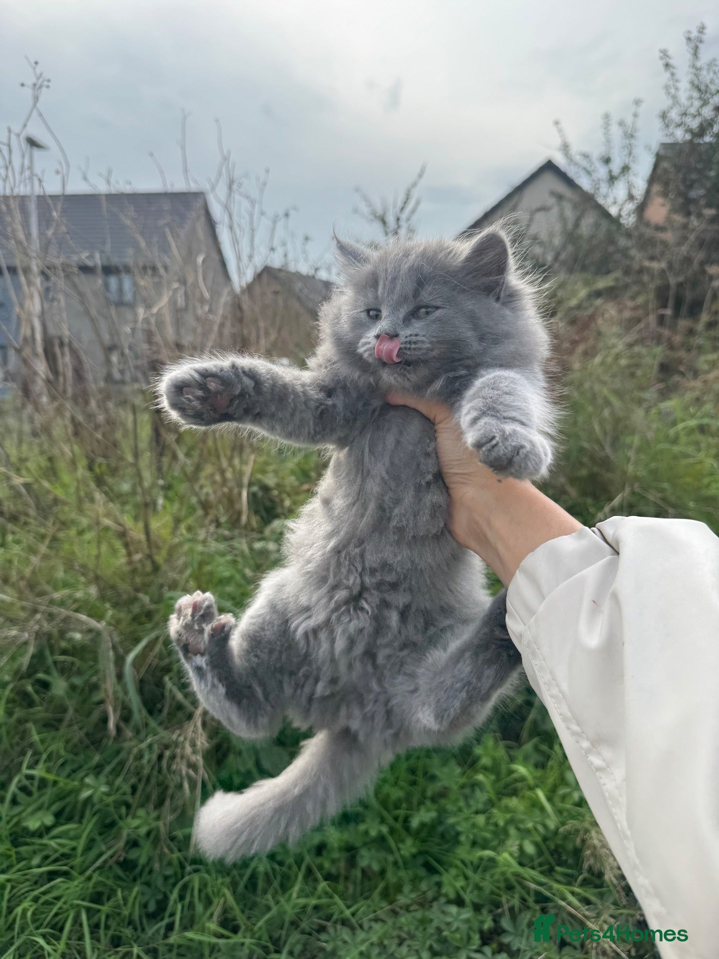 Mixed Breed cats BSH (Brittish shorthair) X Russian  - Advert 18