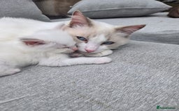 Ragdoll cats for sale: Rarest colour pedigree Ragdoll kittens - Image 21
