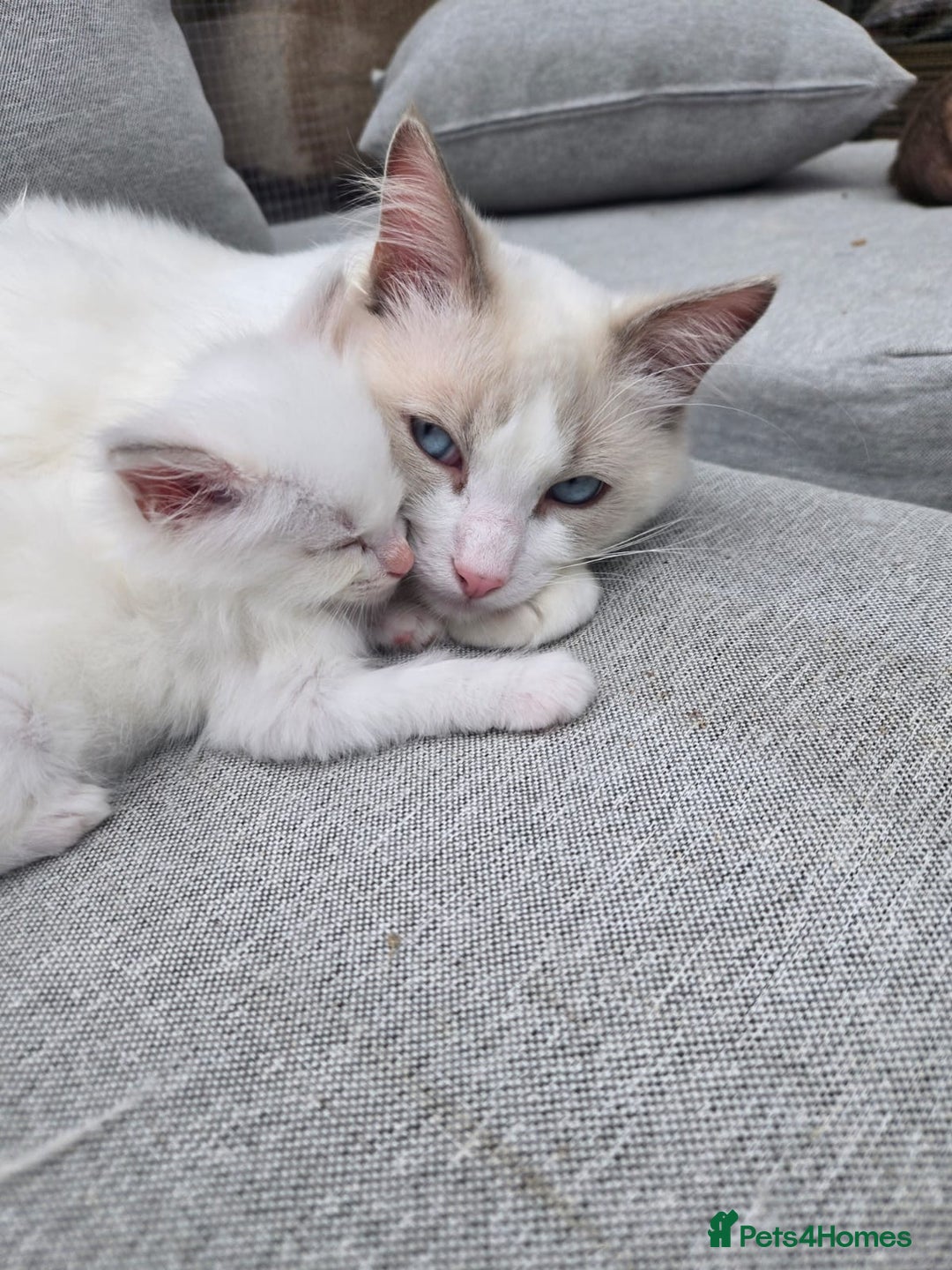 Ragdoll cats for sale: Rarest colour pedigree Ragdoll kittens - Image 21