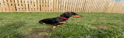 Dachshund dogs for sale: Dachshund puppies standard, smooth coat - Advert 3