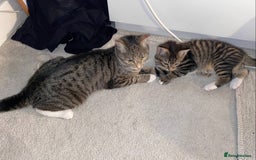 Domestic Shorthair cats for sale: Sweetest Kitten - Image 3