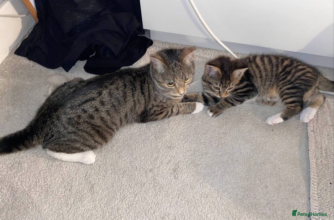 Domestic Shorthair cats for sale: Sweetest Kitten - Image 3