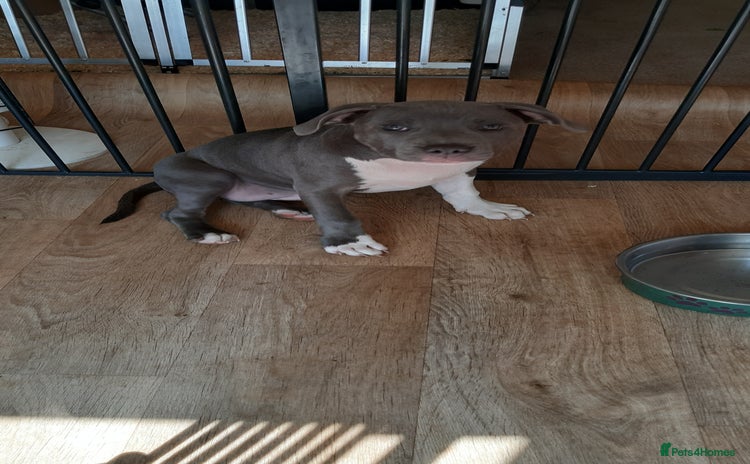 Staffordshire Bull Terrier dogs in Wellingborough - Advert 6