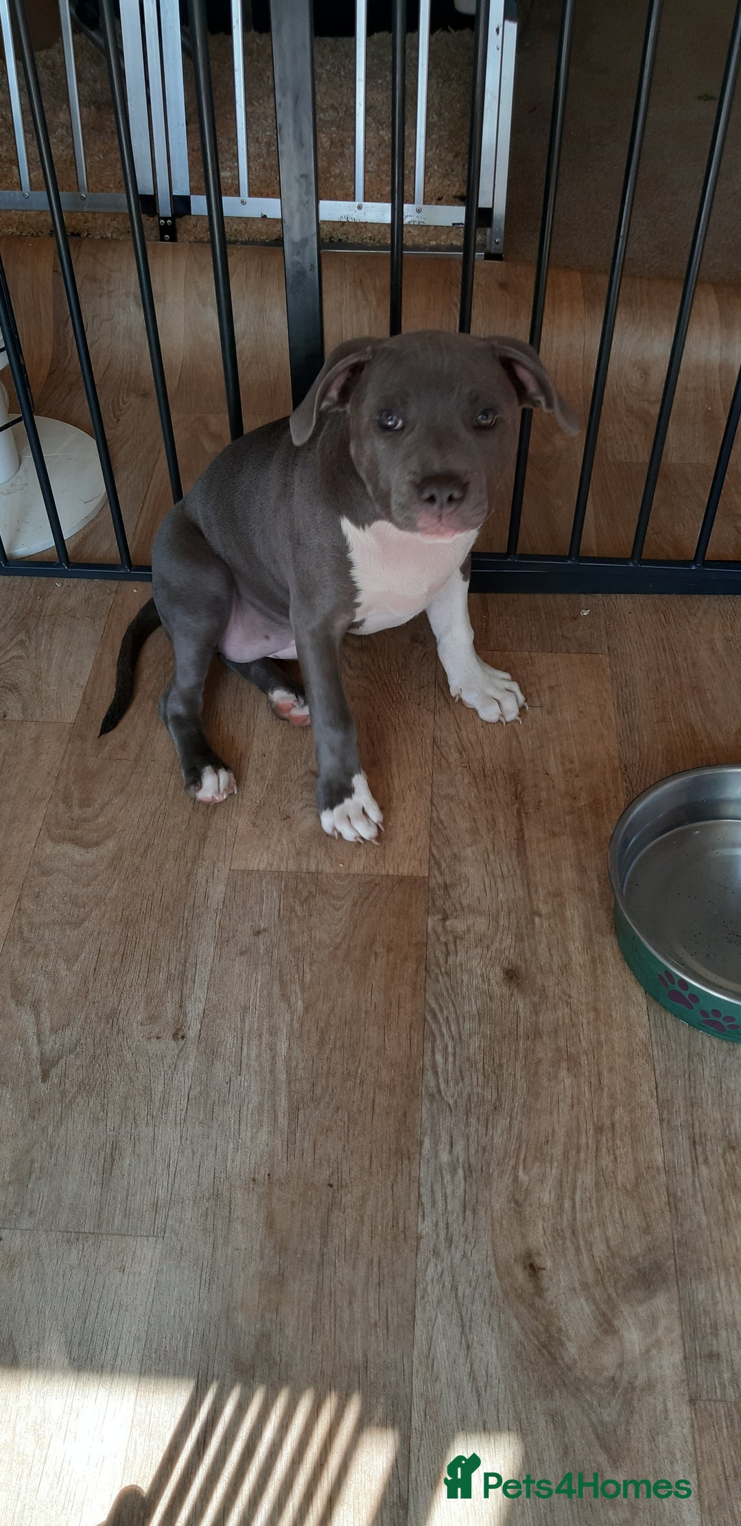 Staffordshire Bull Terrier dogs for sale: Pedigree Blue Staffordshire Bull Terrier Puppies in Wellingborough - Image 1