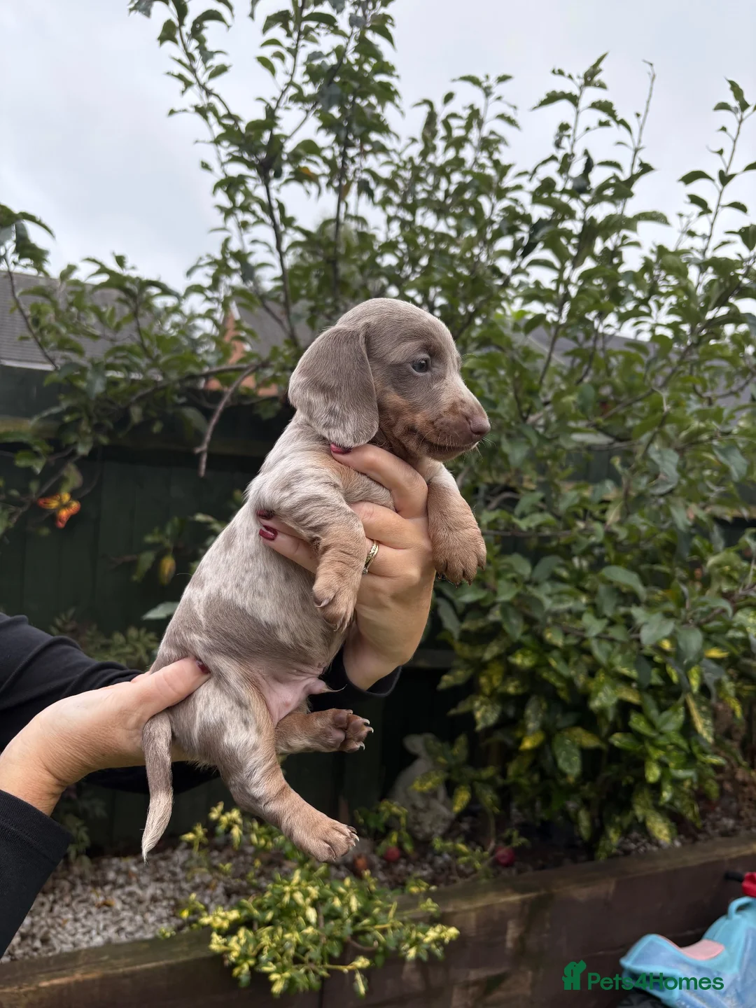 Miniature Dachshund dogs for sale: Male Miniature Dachshunds for sale 💙 - Advert 2