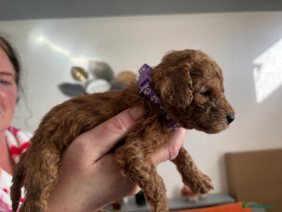 Cockapoo dogs for sale: Adorable Cockapoo puppies 🐶🐾 - Advert 7