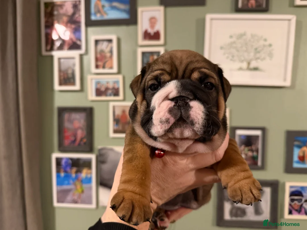 English Bulldog dogs for sale: 🌸💙 top blood line English bulldogs 🌸💙❤️ - Advert 32