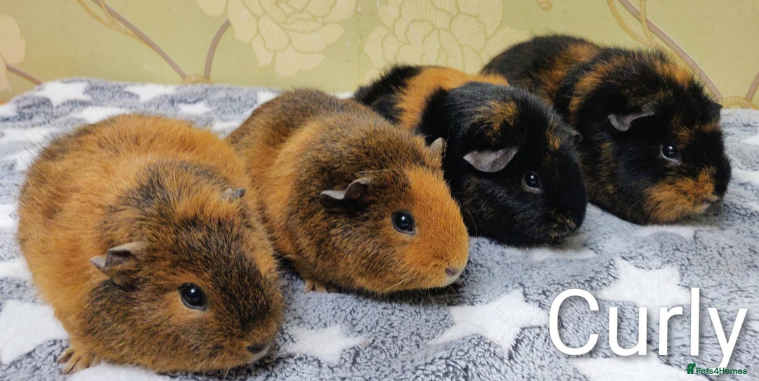 Guinea Pig rodents for sale: Pairs of Sows - Happy, Healthy, Friendly Sows - Image 2