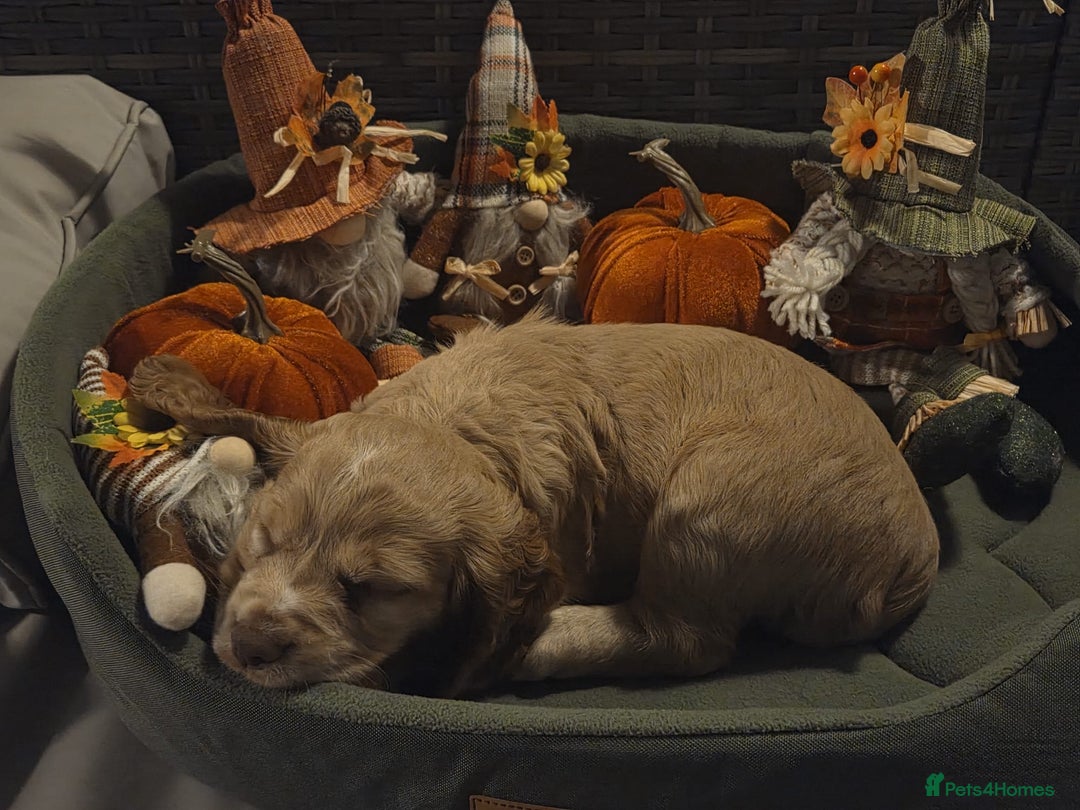 Cocker Spaniel dogs for sale: Cocker spaniel puppy  - Image 8