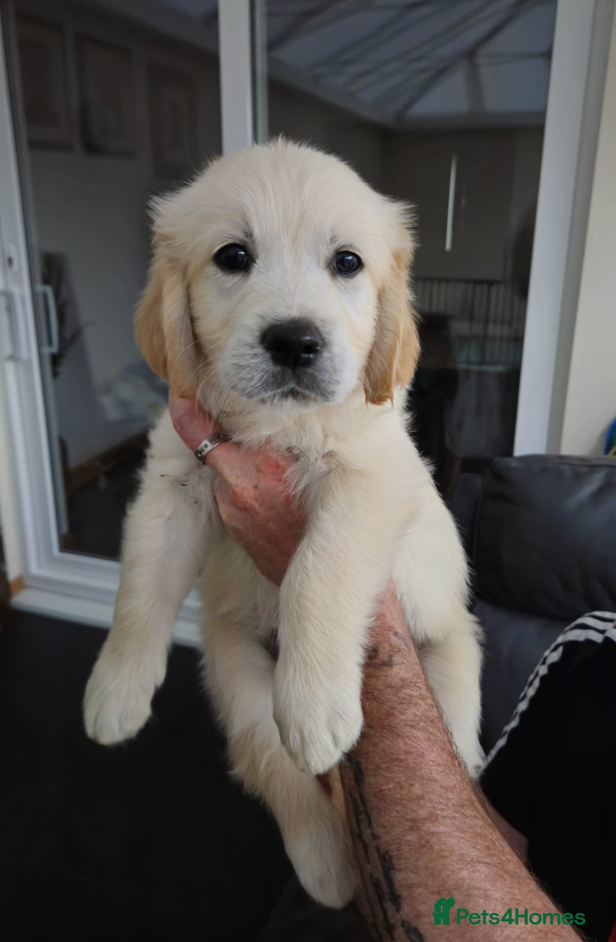 Golden Retriever dogs Golden retriever pups  - Advert 18
