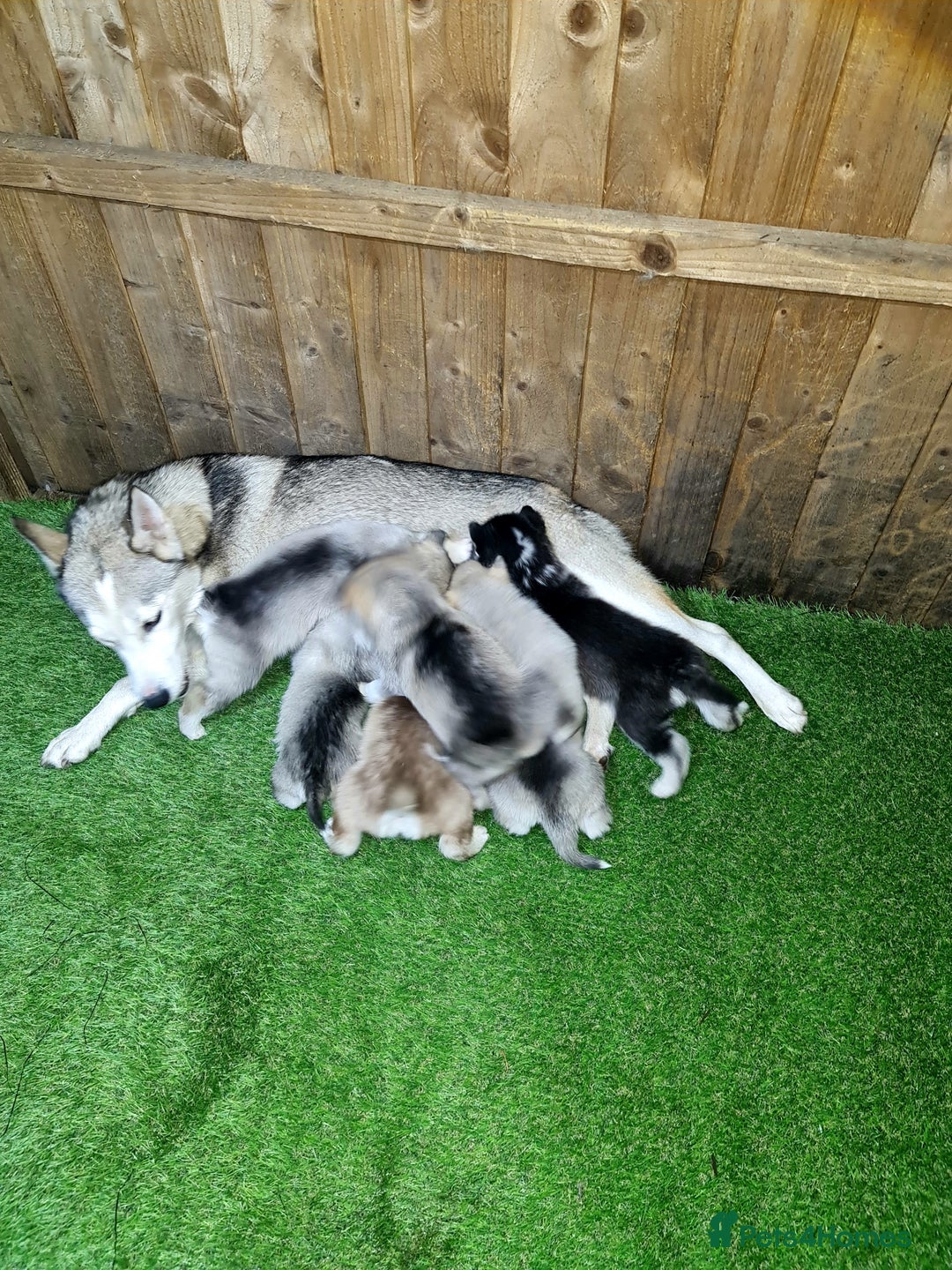 Siberian Husky dogs for sale: 6 siberian husky  - Advert 9