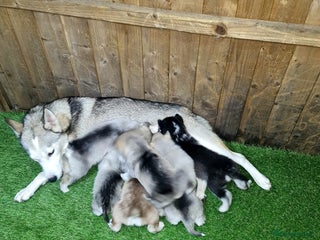 Siberian Husky dogs 6 siberian husky - Advert 4