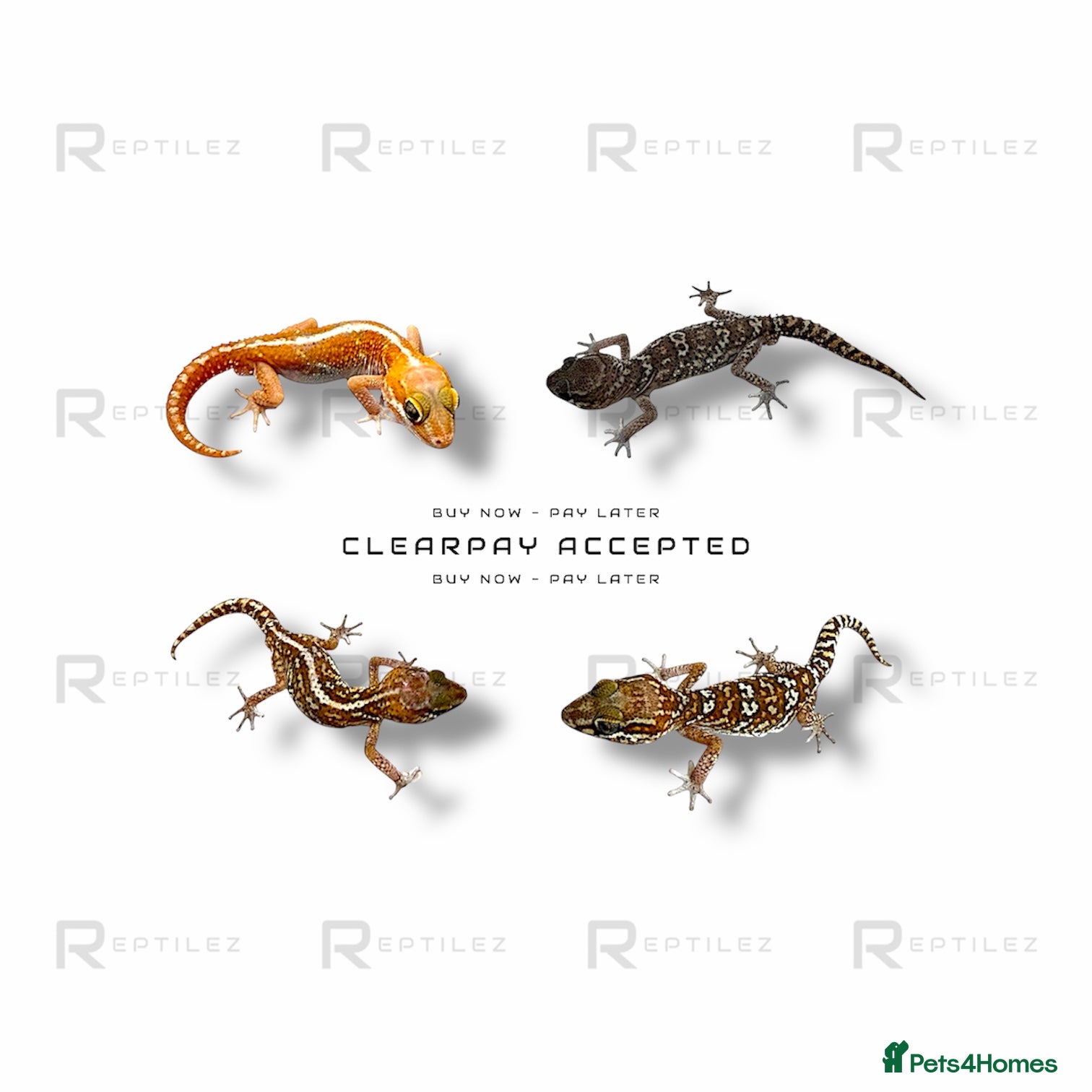 Gecko reptiles GECKO BABIES - Advert 14