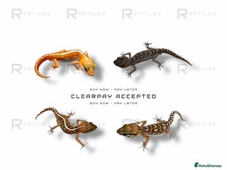 Gecko reptiles GECKO BABIES - Advert 14