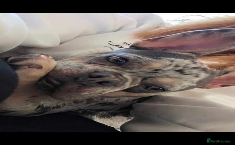 French Bulldog dogs - Advert 3