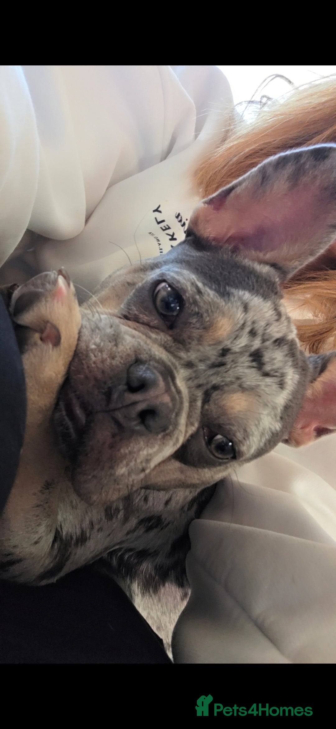 French Bulldog dogs for sale: Beautiful merle frenchie female  - Image 1
