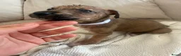 Mixed Breed dogs for sale: Bull hound puppies in London - Advert 8