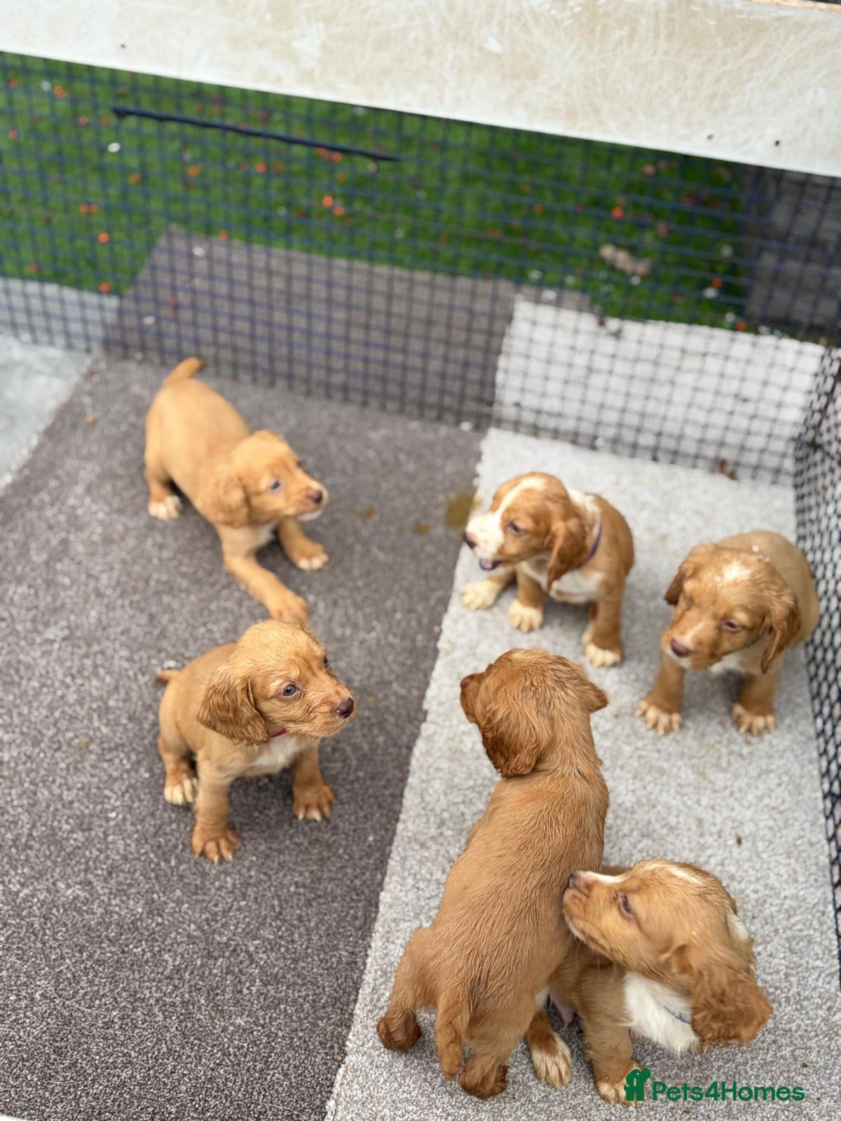 Cocker Spaniel dogs Working Cocker Spaniel pups - Advert 5