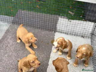 Cocker Spaniel dogs Working Cocker Spaniel pups - Advert 1
