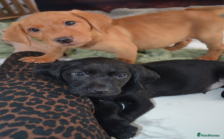 Labrador Retriever dogs - Advert 3