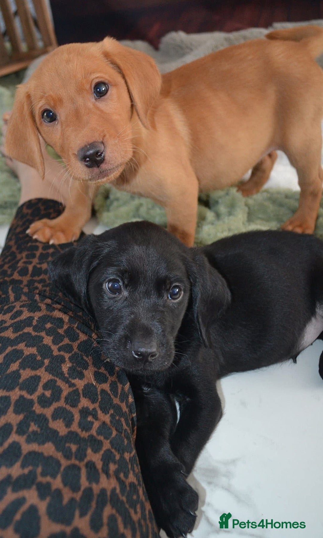 Labrador Retriever dogs for sale: 2 stunning KC Labrador boys left  - Image 1
