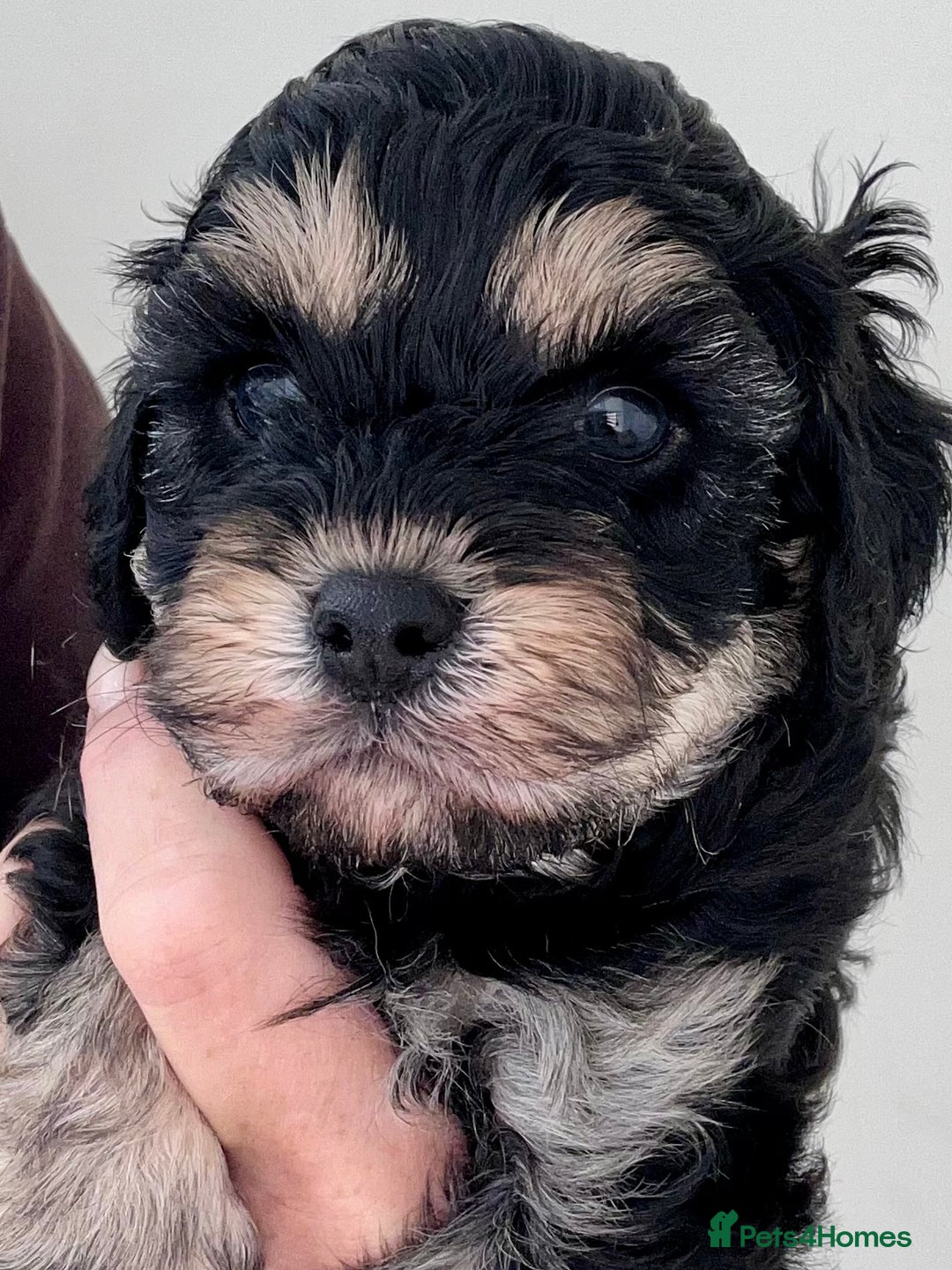 Cavapoo dogs for sale: 🌟HEALTH TESTED F1B CAVAPOO MERLE STUNNING PUPPIES - Image 10