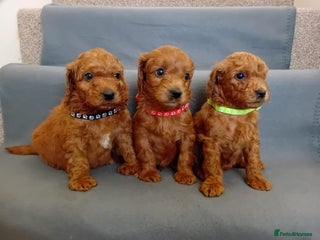 Goldendoodle dogs Gorgeous F1b Goldendoodles - Advert 6