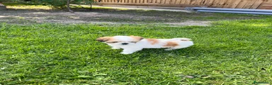 Lhasa Apso Puppy 4