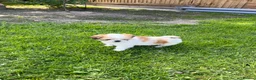 Lhasa Apso dogs for sale: Lhasa apso puppies  - Advert 14