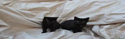 Mixed Breed cats for sale: Gorgeous Ragdoll/Bombay Mixed Kittens - Advert 3