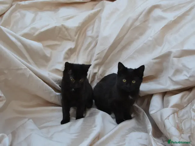 Mixed Breed cats for sale: Gorgeous Ragdoll/Bombay Mixed Kittens - Advert 19