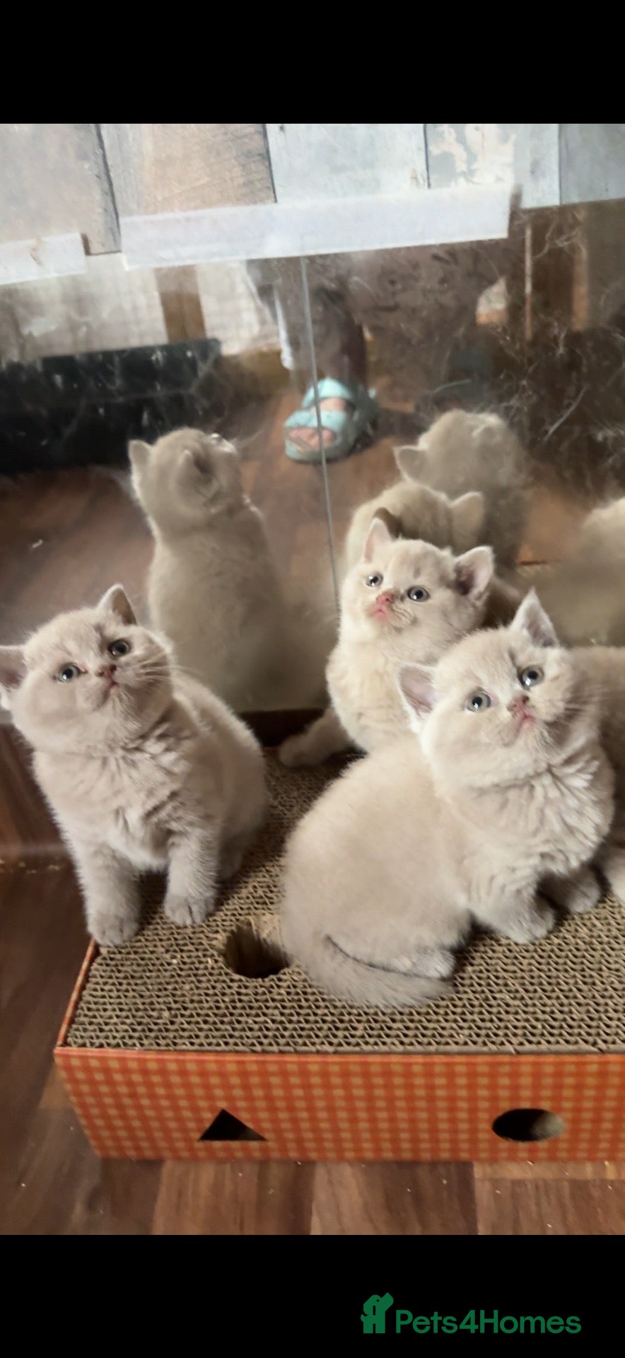 British Shorthair cats Price reduced!!Liliac BSH kittens - Advert 3