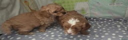 Cavapoo dogs for sale: Teddy bear cavapoo  - Advert 20