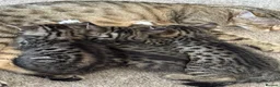 Bengal cats for sale: Cross bengal kitten  - Advert 1