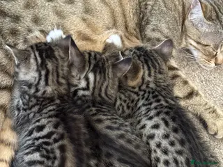 Bengal cats Cross bengal kitten - Advert 10