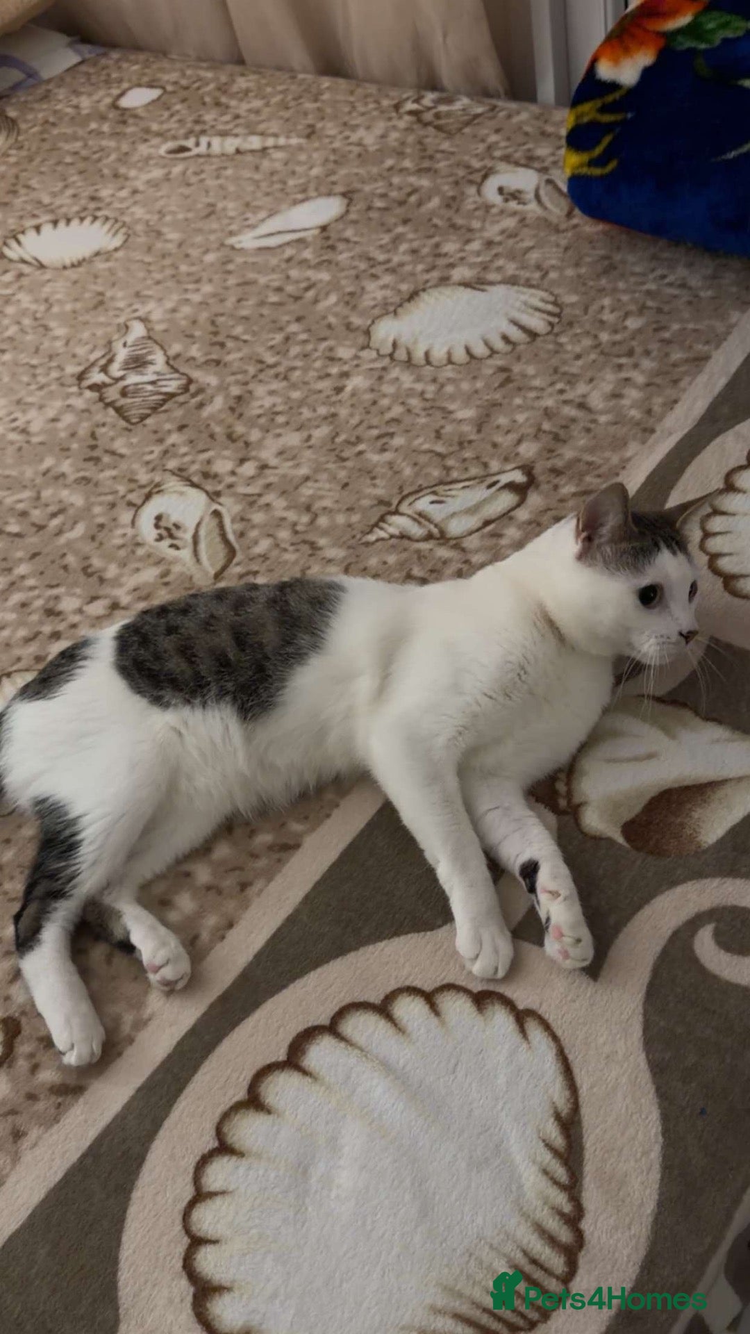 Domestic Shorthair cats New home for Mitsu (adoption) - Advert 1