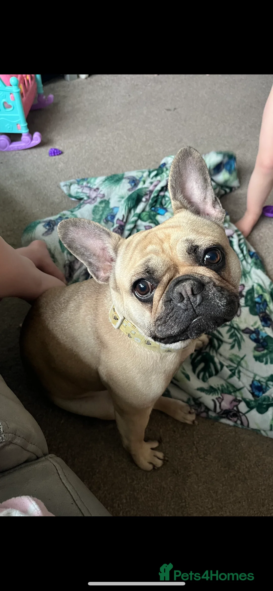 French Bulldog dogs for sale: Female French bulldog - Advert 1
