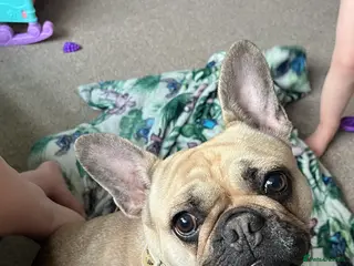 French Bulldog dogs Female French bulldog - Advert 1